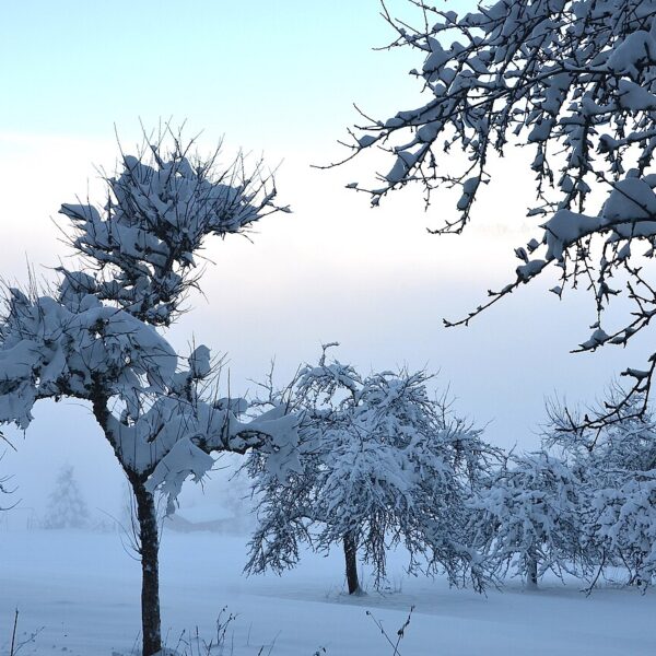 Snowhiter: Embracing the Calm Power of Winter Moments