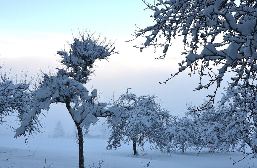 Snowhiter: Embracing the Calm Power of Winter Moments